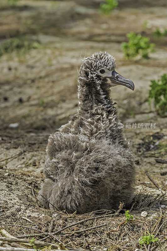 The Laysan Albatross, Phoebastria immutabilis, is a large seabird that ranges across the North Pacific. On Papahānaumokuākea Marine National Monument, Midway Island, Midway Atoll, Hawaiian Islands.